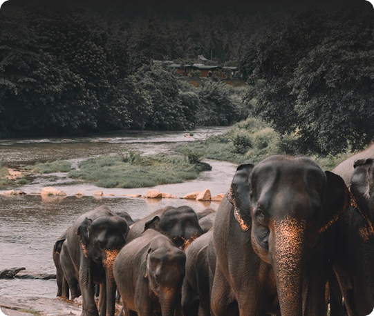 Pinnawala Tour